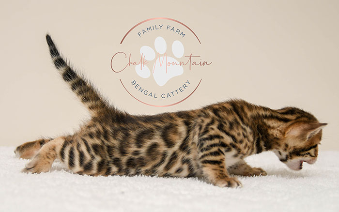 Bengal kitten for sale